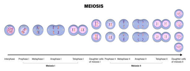 ilustrações, clipart, desenhos animados e ícones de meiose. divisão meiotic de uma célula animal. prophase, metafase, anaphase e telophase. - mitose