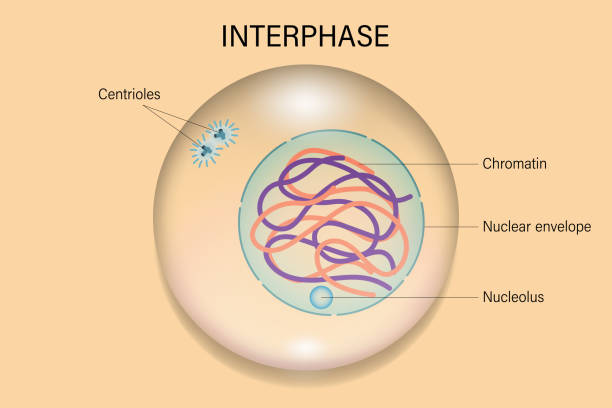 interfaza. podział komórek. cykl komórkowy. - interphase stock illustrations