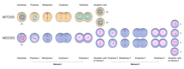 mitose- und meiose-diagramm. zellteilung. prophase, metaphase, anaphase und telophase. - chromatid stock-grafiken, -clipart, -cartoons und -symbole