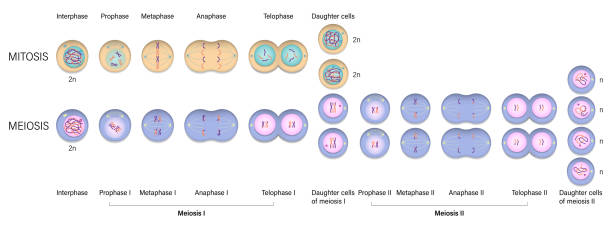 미토시스 및 메이오스증 다이어그램. 세포 분열. 프로페이즈, 메타페이즈, 아나페이스 및 텔로페이스. - 유사 분열 stock illustrations