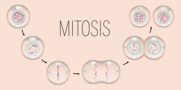 ilustrações, clipart, desenhos animados e ícones de mitose. prophase, metafase, anaphase e telophase. divisão celular. - mitose