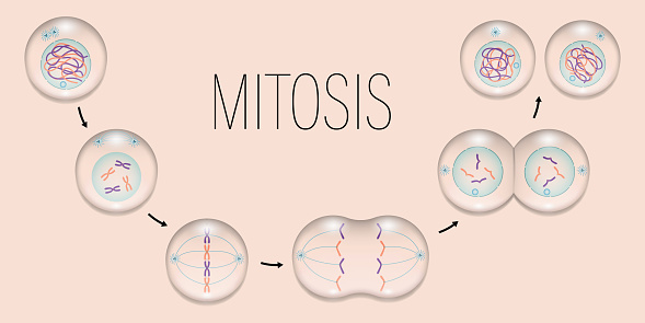 MITOSIS. Prophase, Metaphase, Anaphase, and Telophase. Cell division.