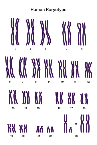 Normal human karyotype. Autosomes and sex chromosome vector.