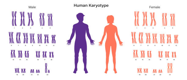 セックスクロモメ構造。男性と女性。生物学的研究 - symbol sex healthcare and medicine healthy lifestyle点のイラスト素材／クリップアート素材／マンガ素材／アイコン素材