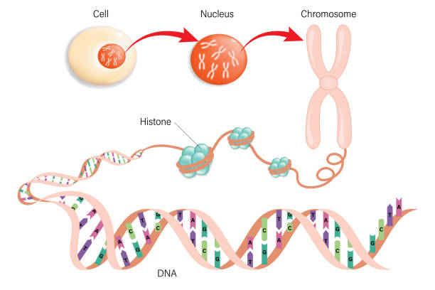 illustrations, cliparts, dessins animés et icônes de diagramme de la structure cellulaire, du chromosome, de l’histone et de l’adn (acide dexoxy ribonucléique). - chromosome
