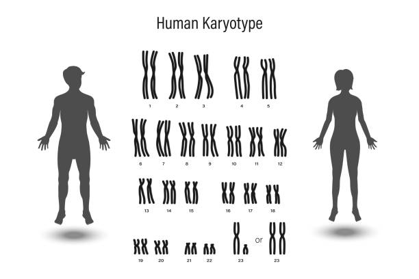 menschlicher karyotyp. männliches und weibliches chromosom. biologische studie - chromosome stock-grafiken, -clipart, -cartoons und -symbole