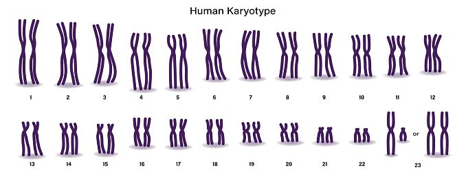 Chromosome. Human karyotype. Male and Female. Biological study.