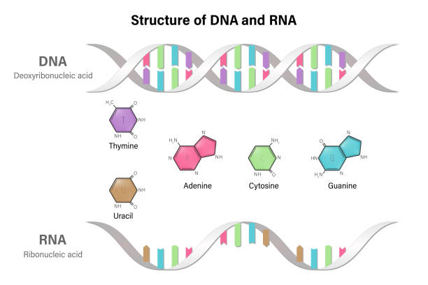 dna와 rna의 질소 염기 사이의 차이. dna 와 rna의 구조. 데옥시리보핵산. 리보핵산. - nucleotides stock illustrations