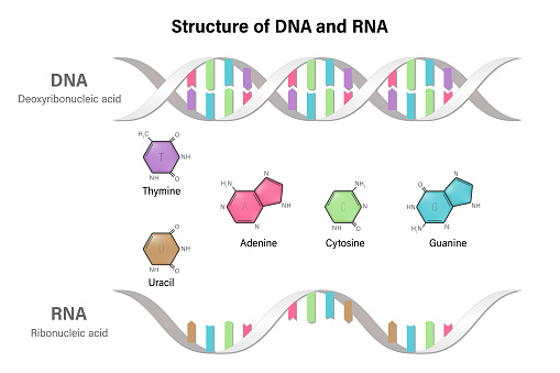 Difference between the nitrogenous bases of DNA and RNA. Structure of DNA and RNA. Deoxyribonucleic acid. Ribonucleic acid.
