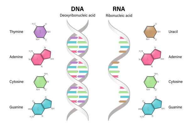 Structure of DNA and RNA.  Deoxyribonucleic acid. Ribonucleic acid. Difference between the nitrogenous bases of DNA and RNA. Structure of DNA and RNA.  Deoxyribonucleic acid. Ribonucleic acid. Difference between the nitrogenous bases of DNA and RNA. rna stock illustrations
