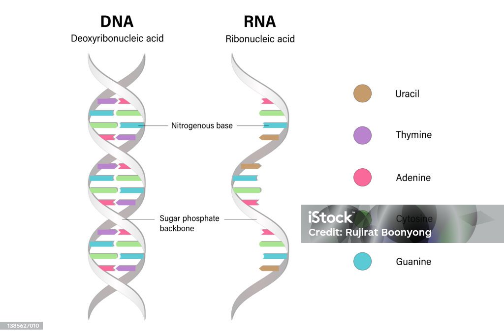 Was Ist Der Unterschied Zwischen Dna Und Dns Unterschied Zwischen Dna Und Rna Struktur Von Dna Und Rna