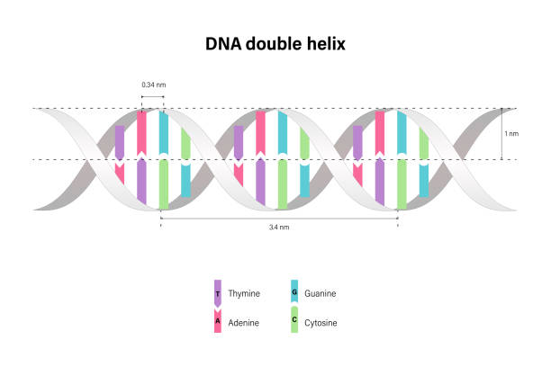 struktur der dna-doppelhelix. desoxyribonukleinsäuren. stickstoffhaltige base und zuckerphosphat-rückgrat. thymin, adenin, cytosin, guanin. - helixmodell stock-grafiken, -clipart, -cartoons und -symbole