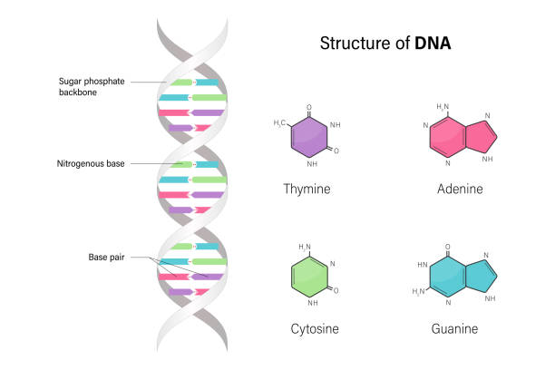 ilustraciones, imágenes clip art, dibujos animados e iconos de stock de estructura del adn. ácidos desoxirribonucleicos. base nitrogenada y columna vertebral de fosfato de azúcar. timina, adenina, citosina, guanina. - nucleotides