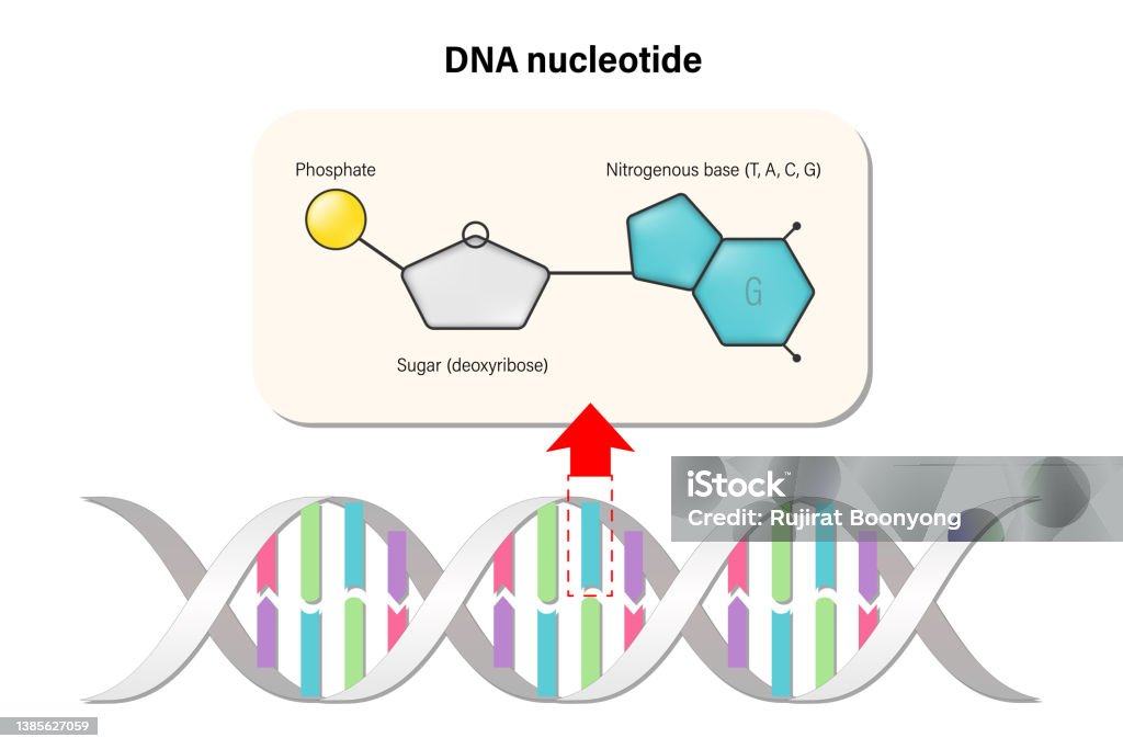Nucleotide Projection Structure Of Dna Nucleotide Bases