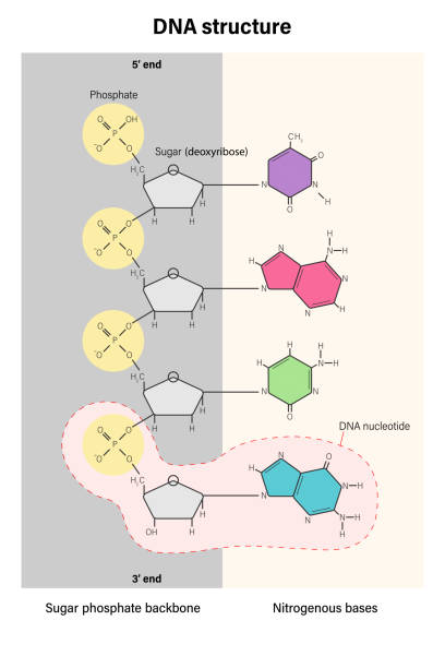 Deoxyribose Example 670+ Molecular Formula For Deoxyribose Stock Illustrations, Royalty ...