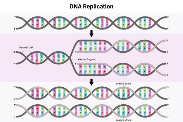 Diagram of DNA replication. Process by which a double stranded DNA molecule is copied to produce two identical DNA molecules. Diagram of DNA replication. Process by which a double stranded DNA molecule is copied to produce two identical DNA molecules. dna ligase stock illustrations