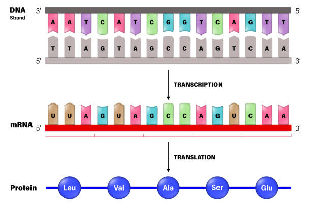 Transcription and Translation. DNA, mRNA and Protein. Molecular Biology. Transcription and Translation. DNA, mRNA and Protein. Molecular Biology. medical transcription stock illustrations