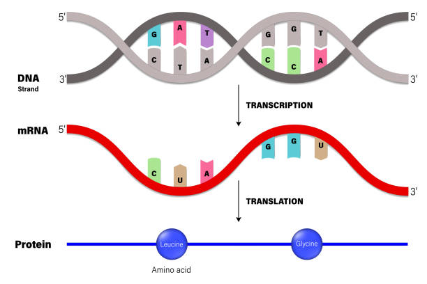 Transcription and Translation. DNA, mRNA and Protein. Molecular Biology. Transcription and Translation. DNA, mRNA and Protein. Molecular Biology. medical transcription stock illustrations