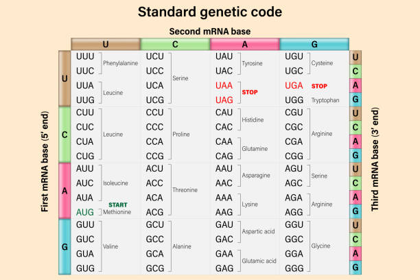 遺伝暗号。mrnaコドンの3塩基。アミノ酸配列. - genetic information点のイラスト素材／クリップアート素材／マンガ素材／アイコン素材