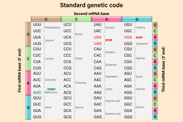 ilustrações de stock, clip art, desenhos animados e ícones de genetic code. the three bases of an mrna codon. amino acid sequence. - bioquímica