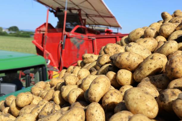 istock Agricultural potato harvest 1385627830