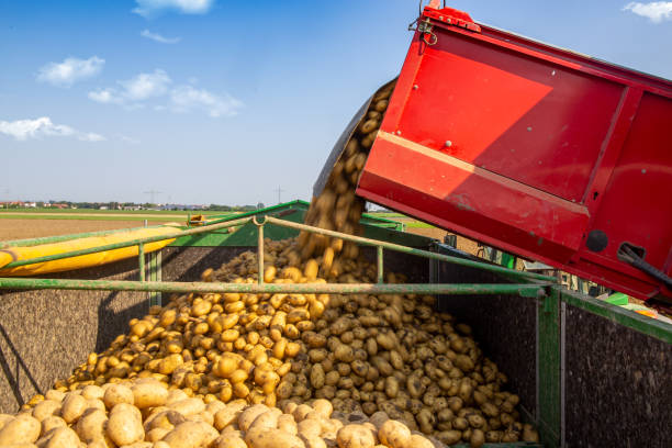 istock Agricultural potato harvest 1385627835