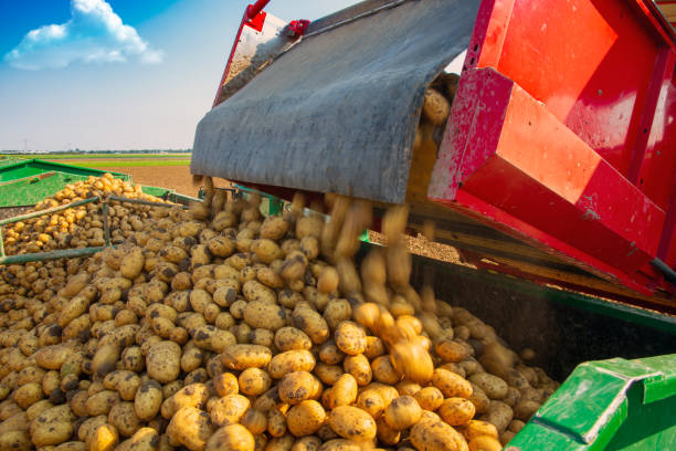 istock Agricultural potato harvest 1385627844