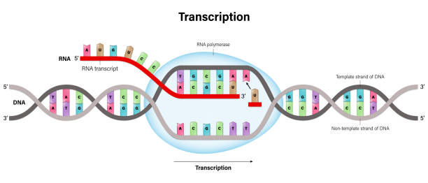 транскрипция. днк направляет синтез рнк. - dogma stock illustrations