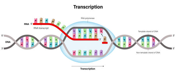 Transcription. DNA directed synthesis of RNA. Transcription. DNA directed synthesis of RNA. medical transcription stock illustrations