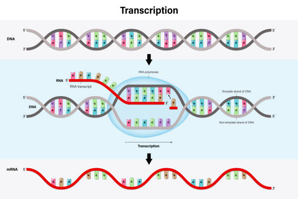 Diagram of Transcription. DNA directed synthesis of RNA. Diagram of Transcription. DNA directed synthesis of RNA. medical transcription stock illustrations