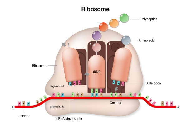 ribosomenstruktur. prozess der übersetzung. rna-gerichtete synthese von polypeptid. mrna. trna. biologische proteinsynthese. - organell stock-grafiken, -clipart, -cartoons und -symbole