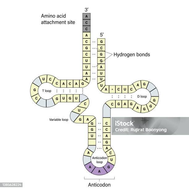 Trna Texture Structure Of Trna Twodimensional Structure Stock Illustration ...