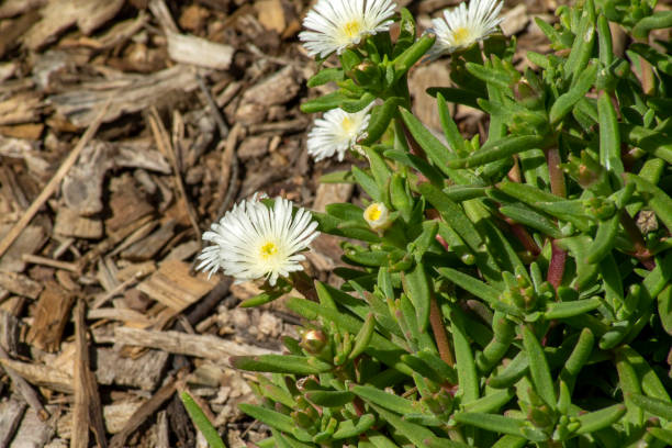White flowers of an ice-plant (Delosperma nubigenum cultivar) Delosperma is a genus of around 170 species of succulent plants, formerly included in Mesembryanthemum in the family Aizoaceae.  The genus is common in southern and eastern Africa. Delosperma species, as do most Aizoaceae, have hygrochastic capsules, opening and closing as they wet and dry. delosperma nubigenum stock pictures, royalty-free photos & images