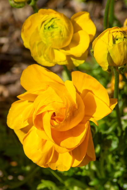 istock Yellow ranunculus flowers in the sunshine 1385628506