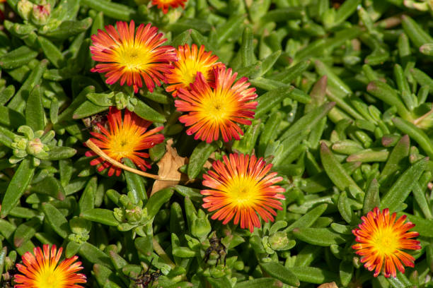 Ice-plant (delosperma nubigenum) flowers, orange with yellow centre Delosperma is a genus of around 170 species of succulent plants, formerly included in Mesembryanthemum in the family Aizoaceae.  The genus is common in southern and eastern Africa. Delosperma species, as do most Aizoaceae, have hygrochastic capsules, opening and closing as they wet and dry. delosperma nubigenum stock pictures, royalty-free photos & images