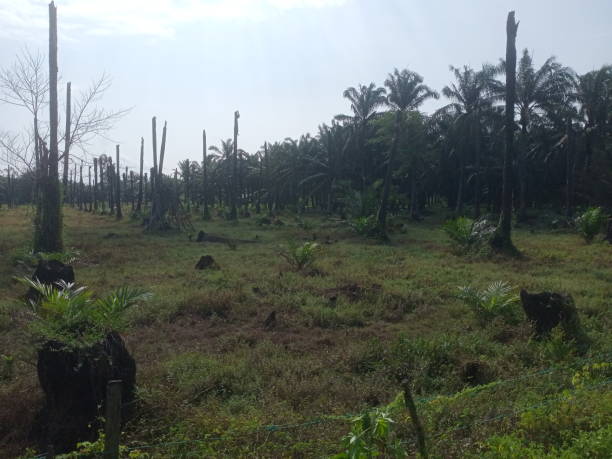 istock palm oil trees replantation 1385628756