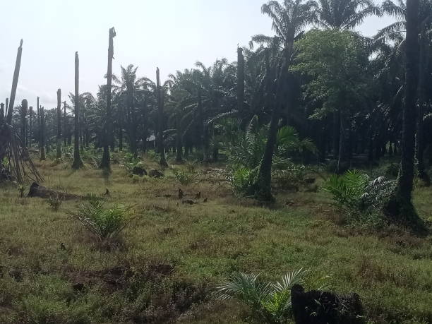 istock palm oil trees replantation 1385629458