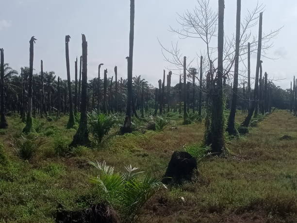 istock palm oil trees replantation 1385629469