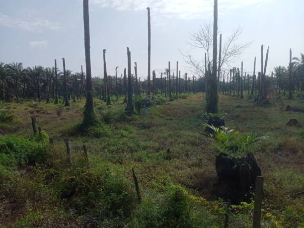 istock palm oil trees replantation 1385629510