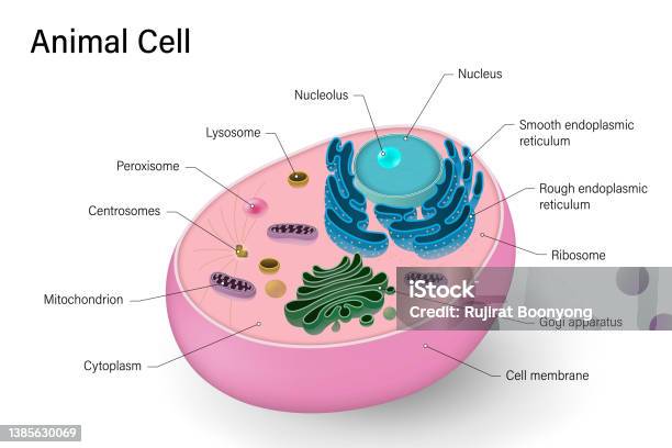 Animal Cell Structure Anatomy Of Animal Cell Cell Biology Stock  Illustration - Download Image Now - iStock