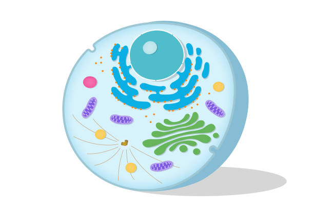 ilustrações de stock, clip art, desenhos animados e ícones de structure of animal cell on white background. cell biology. - nucleolus