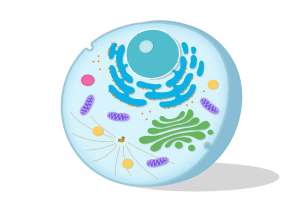 Structure of animal cell on white background. Cell biology. Structure of animal cell on white background. Cell biology. endoplasmic reticulum stock illustrations