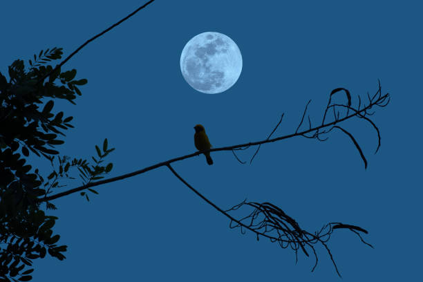 istock Bird on tree branch silhouette with full moon at night. 1385631105