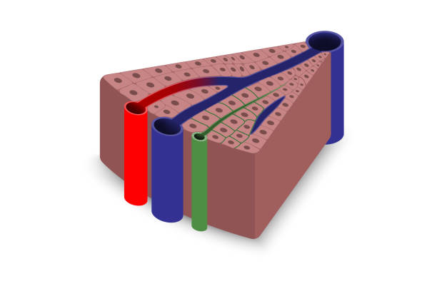 肝臓の小葉の構造.消化器。医学教育。 - lobe点のイラスト素材／クリップアート素材／マンガ素材／アイコン素材