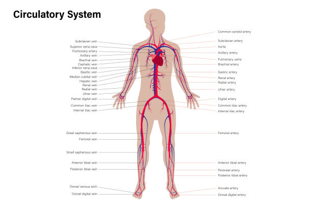 illustrazioni stock, clip art, cartoni animati e icone di tendenza di diagramma del sistema circolatorio umano con descrizione delle vene e delle arterie. tabella dell'educazione medica. - capillare corpo umano
