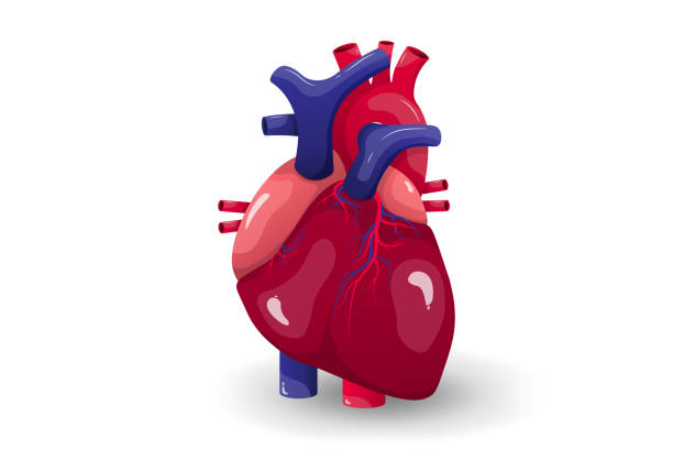 Human Heart Anatomy Medical Education Stock Illustration - Download Image  Now - Heart - Internal Organ, Anatomy, Artery - iStock