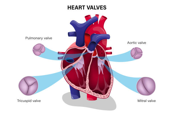 Human heart valve. Pulmonary valve, Aortic valve, Tricuspid valve and Mitral valve. Human heart valve. Pulmonary valve, Aortic valve, Tricuspid valve and Mitral valve. pericarditis stock illustrations