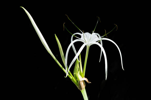 Die cut of Crinum lily flower on black isolated Top view of Crinum asiaticum ,Poison Lily, Giant Crinum Lily, Grand Crinum Lily, Spider Lily, focus selective spider lily stock pictures, royalty-free photos & images