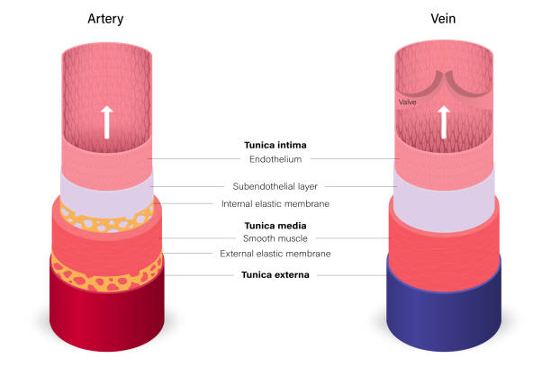 blutgefäße mit arterien- und venenanatomie. medizinische ausbildung. - kapillare stock-grafiken, -clipart, -cartoons und -symbole