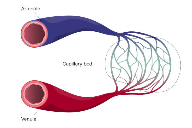 кровеносные сосуды. артериол, венулы и капилляры. - human artery illustrations stock illustrations